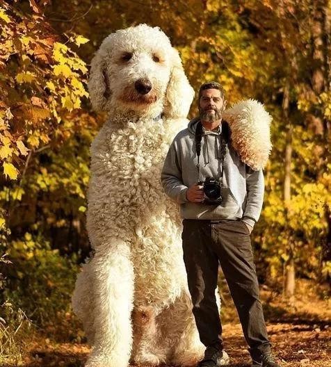 说出来你们可能不信 他的狗狗400斤重，2米多高